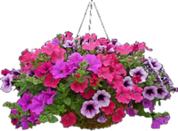 a basket of petunias 